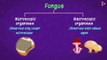 Introduction to Fungus _ Microorganisms _ Biology