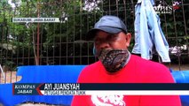 Tukik Hijau Menari di Ujung Genteng