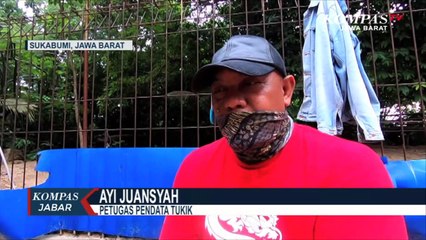 Tukik Hijau Menari di Ujung Genteng