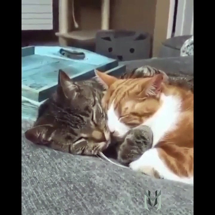 Videos found Online Compilation 33