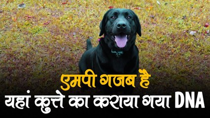 MP गजब है...यहां कुत्ते का कराया गया DNA, कारण जानकर आप भी रह जाएंगे हैरान!