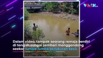 Lumba-lumba Nyasar ke Sungai, Jadi Mainan Anak-anak Aceh