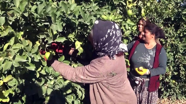 MERSİN - Yeni sezon turunçgil ihracatını limon sırtlıyor