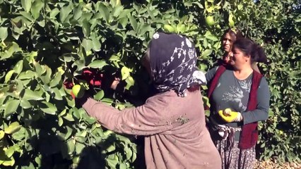 MERSİN - Yeni sezon turunçgil ihracatını limon sırtlıyor