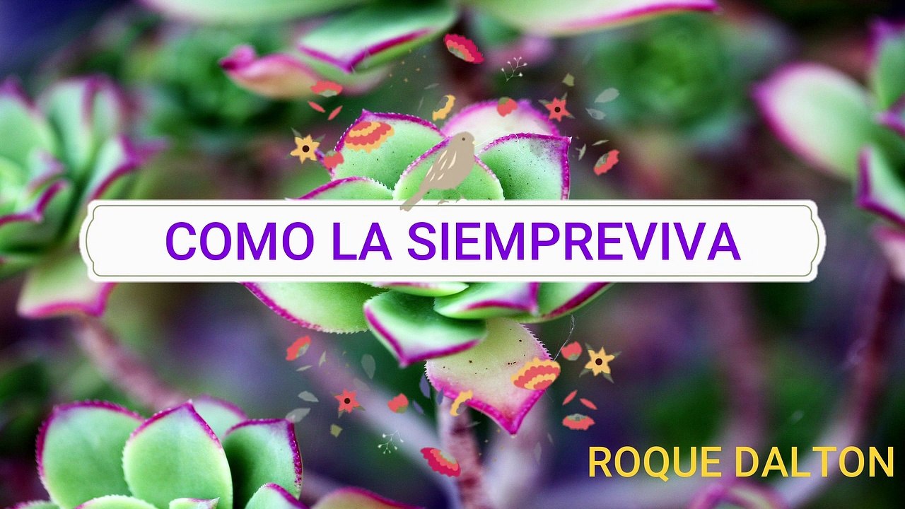 COMO LA SIEMPREVIVA  ROQUE DALTON | Mi Poesía es como La Siempreviva Roque Dalton | Valentina Zoe