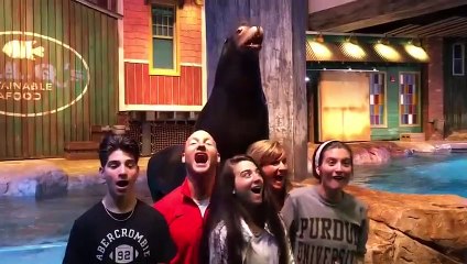 Funniest Moments Baby Meet Animals  __  Funny Pets Video 2020