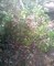 अतरौली के बिजौली गांव में एक बाग में लगे आम के हरे पेड़ों पर चलाया आरा