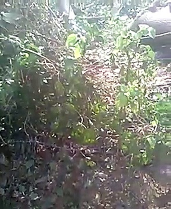अतरौली के बिजौली गांव में एक बाग में लगे आम के हरे पेड़ों पर चलाया आरा