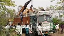 Heroic heartwarming Elephant rescue - Tusker Hathi lifted by JCB crane from truck to release in wild