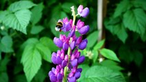 bee-flying-around-purple-flowers