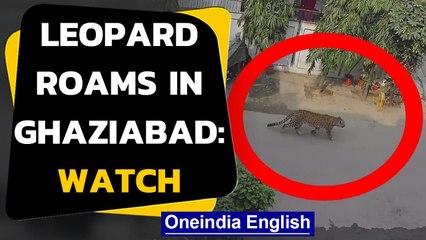 Leopard roams freely in Ghaziabad: Viral video
