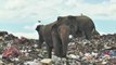 Sri Lanka busca soluciones para controlar a sus elefantes salvajes