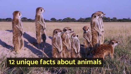 12 unique facts about animals