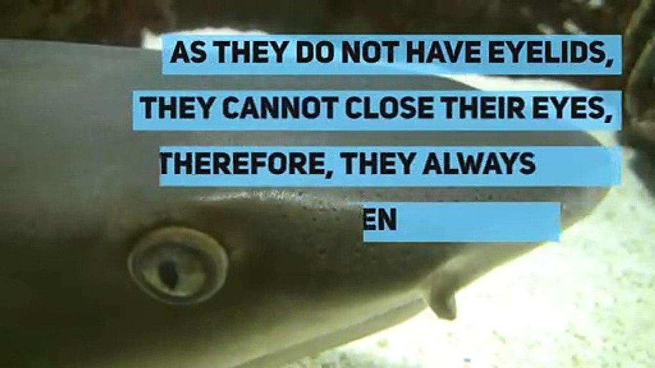 How do sharks sleep?