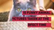 15 Funny animal pictures taken at the perfect time