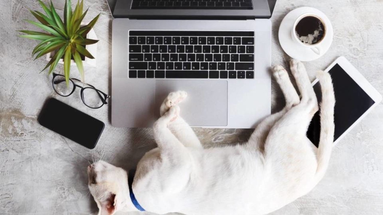 5 Benefits From Allowing Your Pet At Work