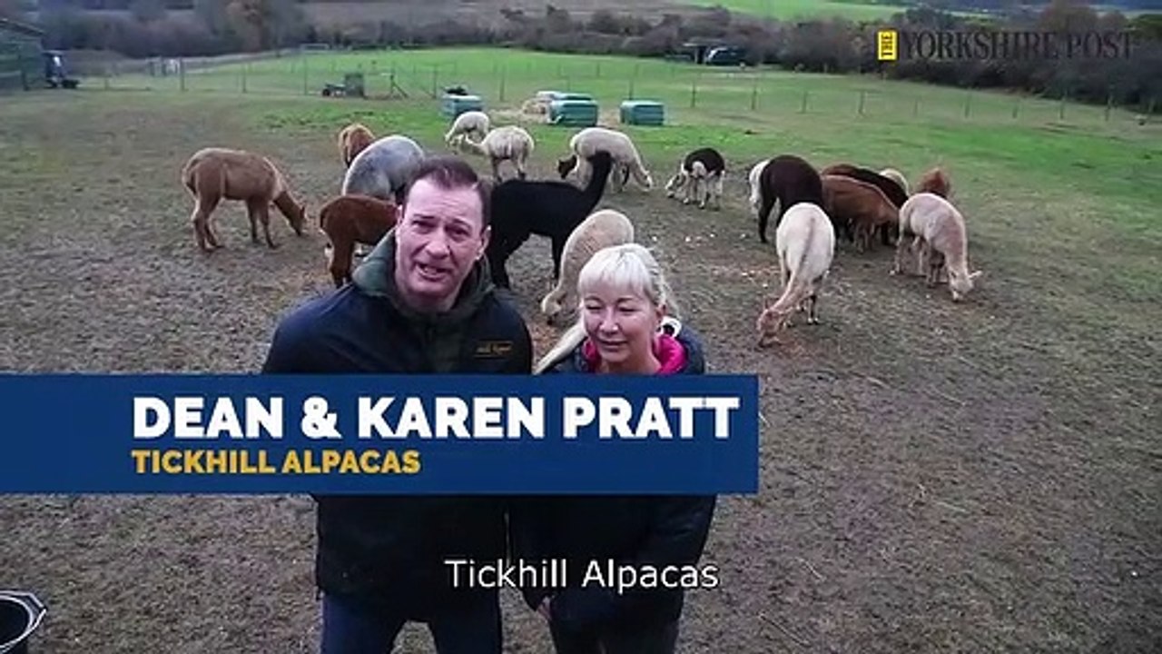Tickhill Alpacas near Doncaster