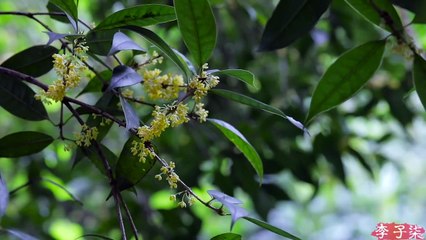 Crosta crocante, sabor rico em molho, tocou a alma do bolo da lua de carne ao estilo Su