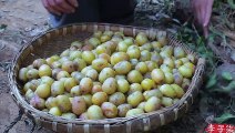 A jujuba selvagem está madura, é hora de fazer um bolo de jujuba selvagem