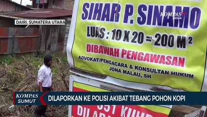 Dilaporkan Ke Polisi Akibat Tebang Pohon Kopi