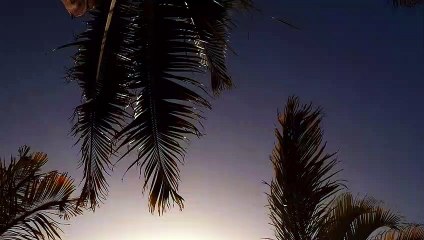 No Copyright Video - Palm Tree Sunset - Slow Motion