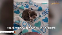 Rescued dwarf cat loves snuggling with her human family