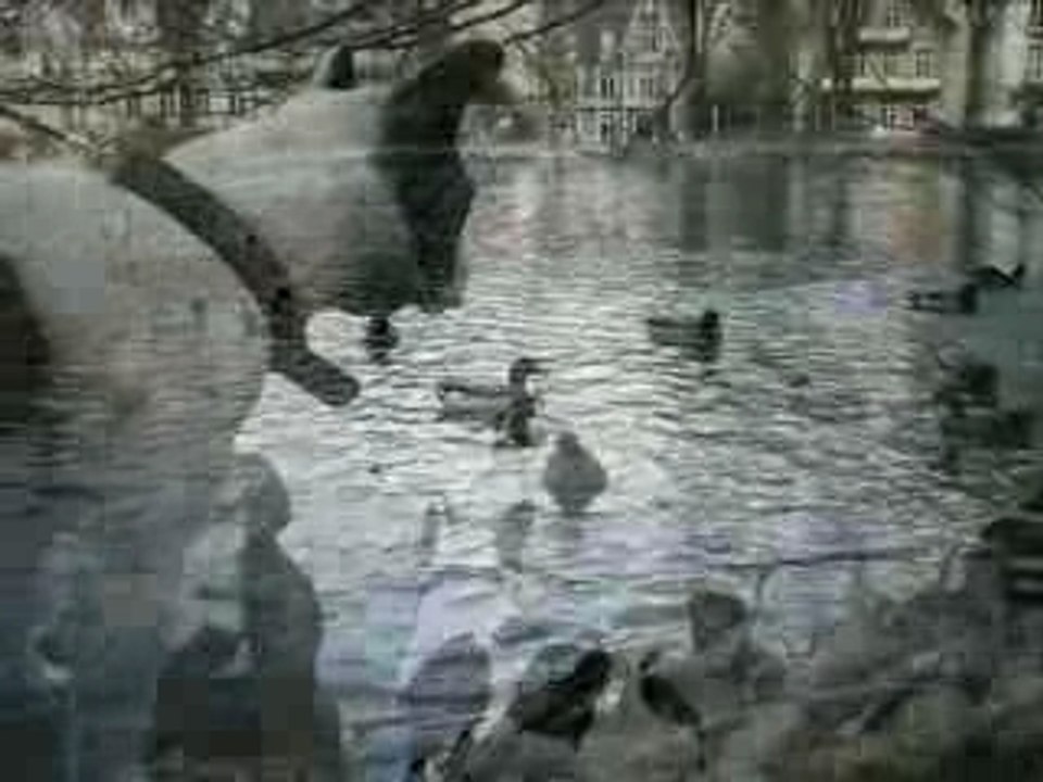 ANDA PIGEON