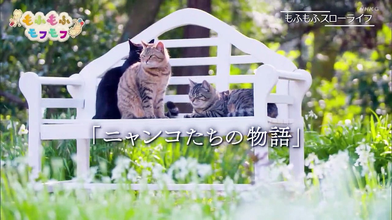 もふもふモフモフ「森崎ウィン温泉でほっこり！鈴木砂羽ねこ激写！」