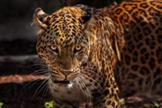 El caimán se despista un poco y el jaguar se lo merienda