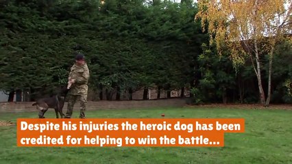 Military dog receives animal equivalent of Victoria Cross