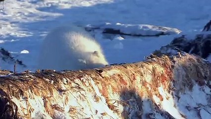 Deadly 60 S01E14 Alaska