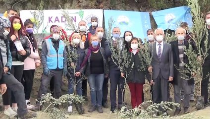 HATAY - Şiddet nedeniyle hayatını kaybeden 3 bin 224 kadın için zeytin fidanı dikildi