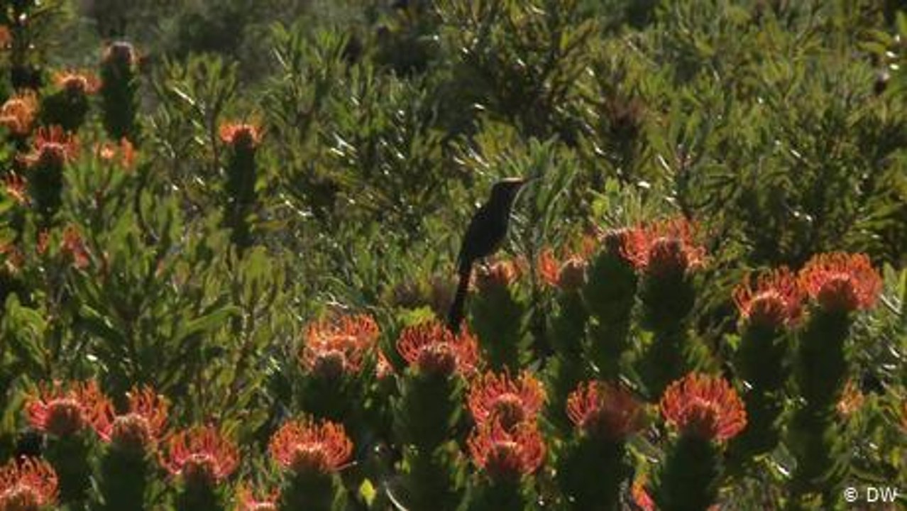 Südafrika: Naturschutz als Steueranreiz