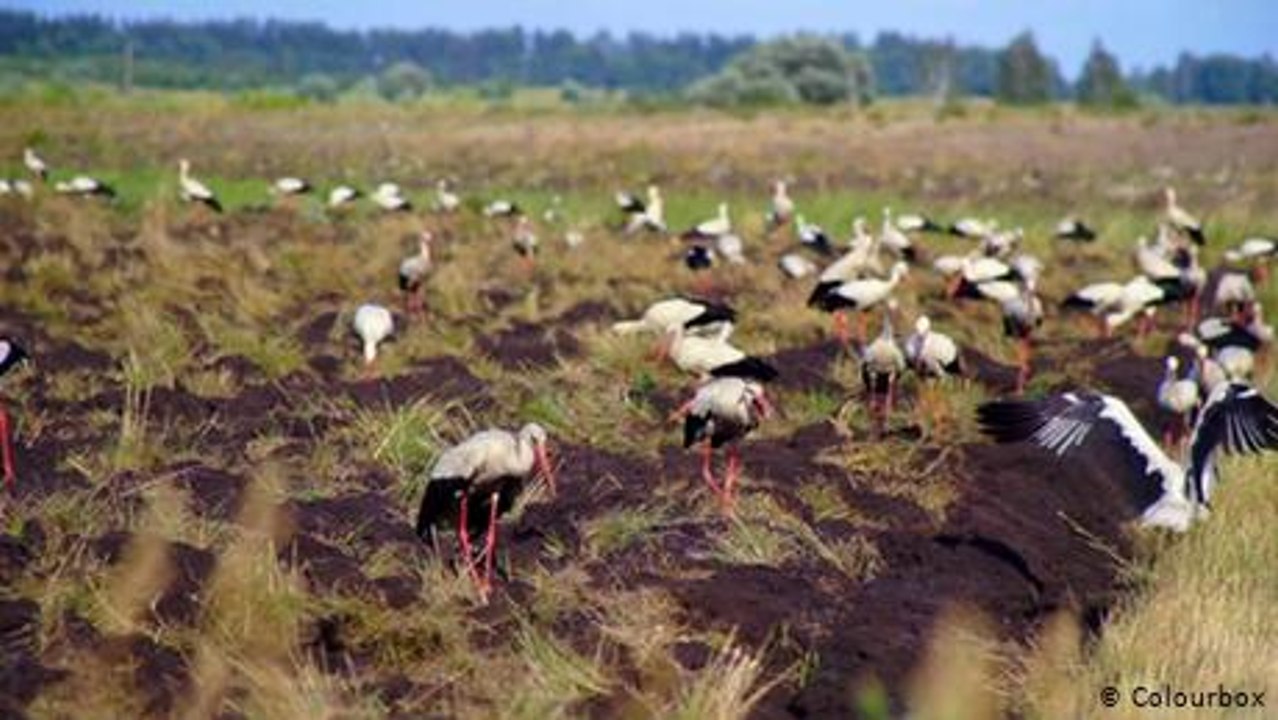 Infofilm: Tiere auf Wanderschaft
