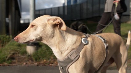 Spürnasen aus Finnland können COVID-19 riechen