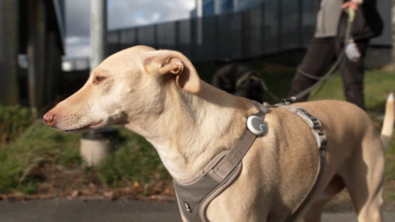 Spürnasen aus Finnland können COVID-19 riechen