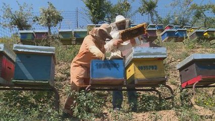 Kosovo: Bio-Honig aus den Bergen