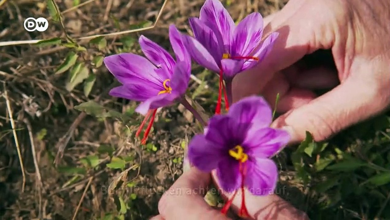 Das Geheimnis des Schweizer Safrans