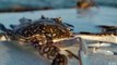 Tunisia: Invasive crabs as delicacy
