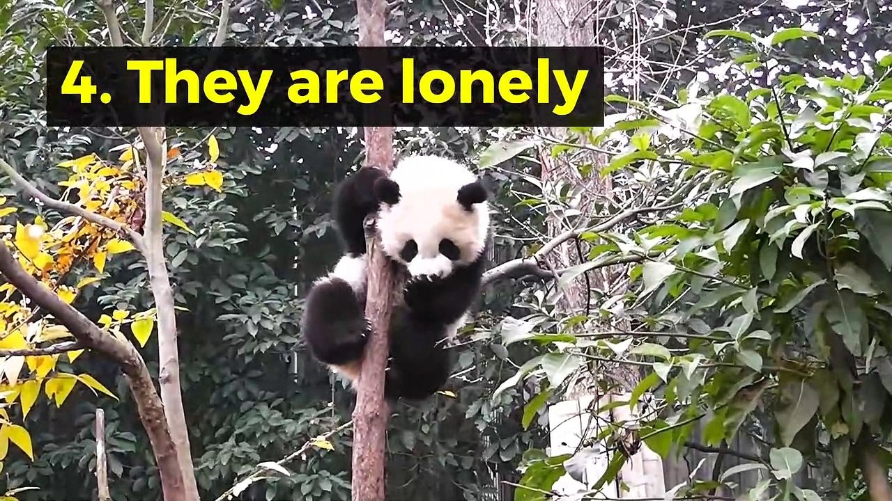 8 interesting facts about Giant Panda