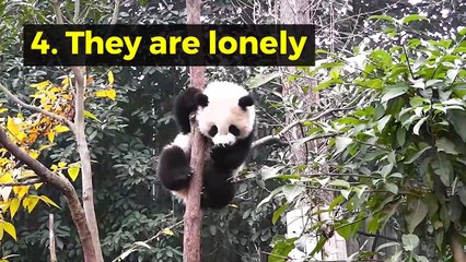 8 interesting facts about Giant Panda