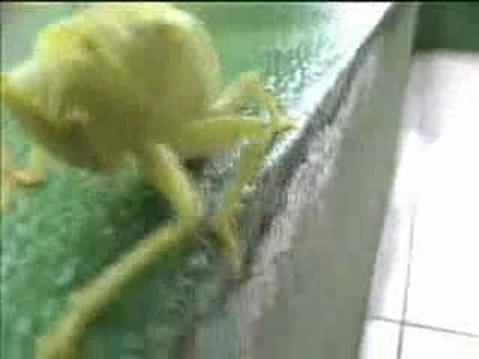 Curious Creatures!
