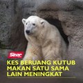 Kes beruang kutub makan satu sama lain meningkat