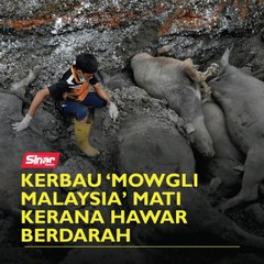 Kerbau Mowgli Malaysia mati kerana hawar berdarah