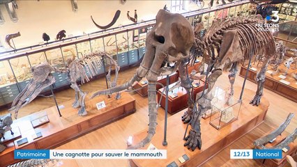 Gard : une cagnotte pour restaurer le squelette du mammouth de Durfort