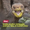 Kura-kura gergasi, Diego, 'balik kampung'