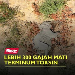 Lebih 300 gajah mati terminum toksin