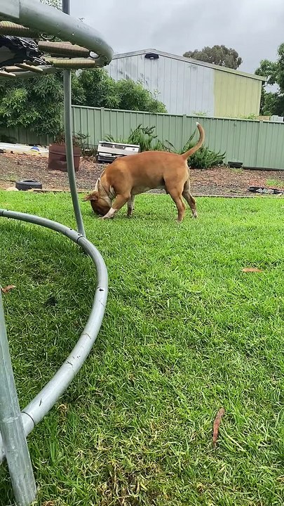 Bouncy Bull Terrier