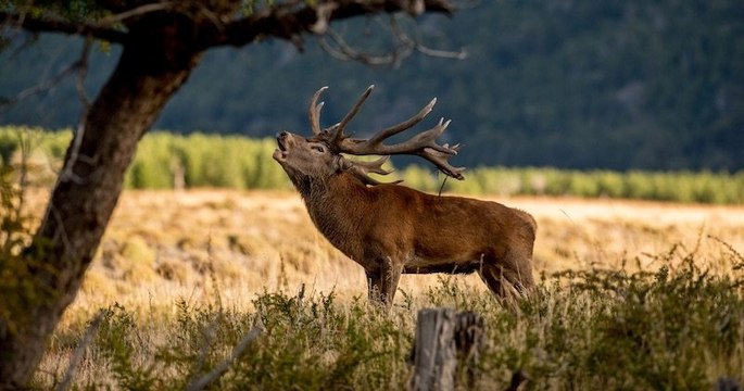 République tchèque : un cerf dérobe le fusil du chasseur auquel il faisait face, puis s'enfuit avec l'arme