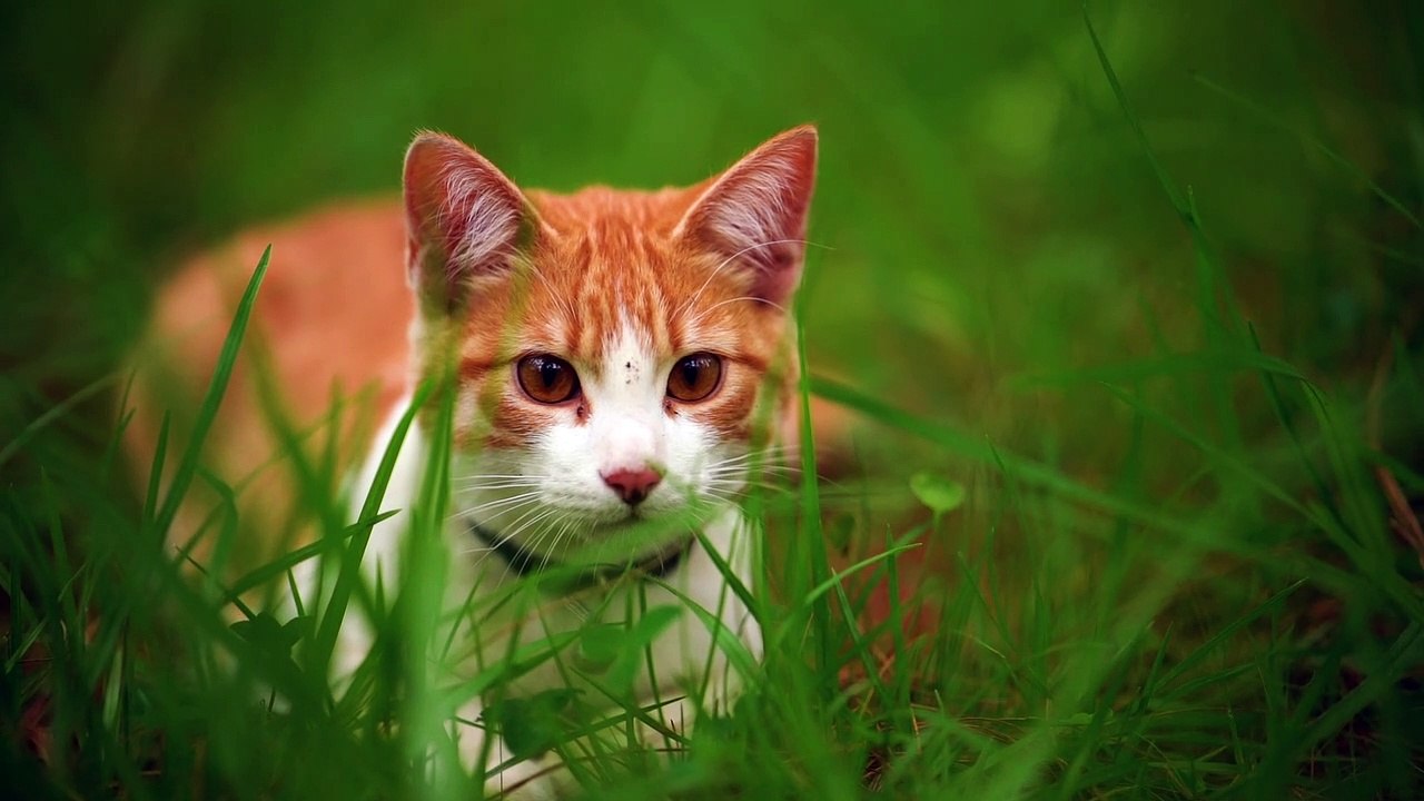 White Cat Lying Among The Grasses Seen Up-close ULTRA HD